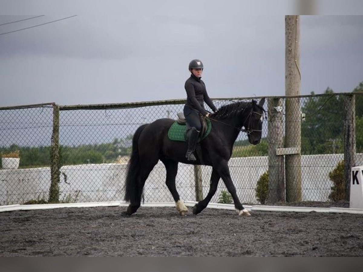 Caballo de deporte irlandés Caballo castrado 13 años 163 cm Negro in Meath