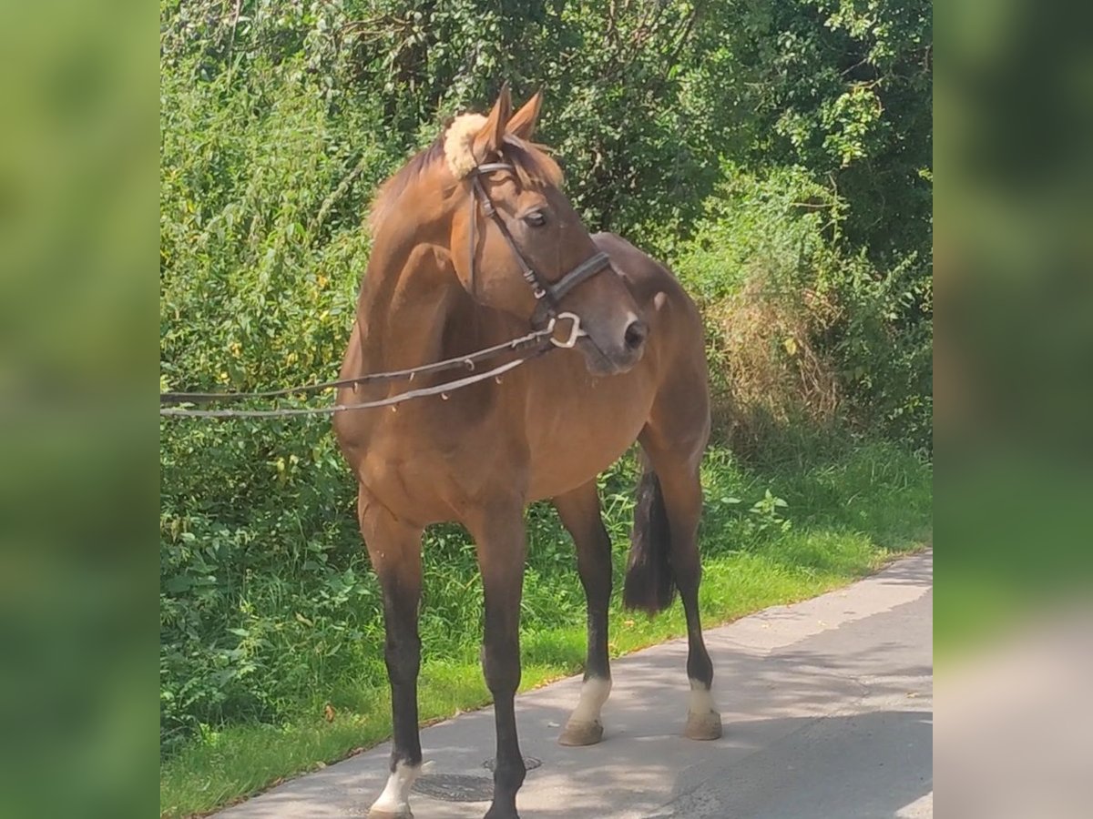 Caballo de deporte irlandés Caballo castrado 13 años 166 cm Castaño in Lage