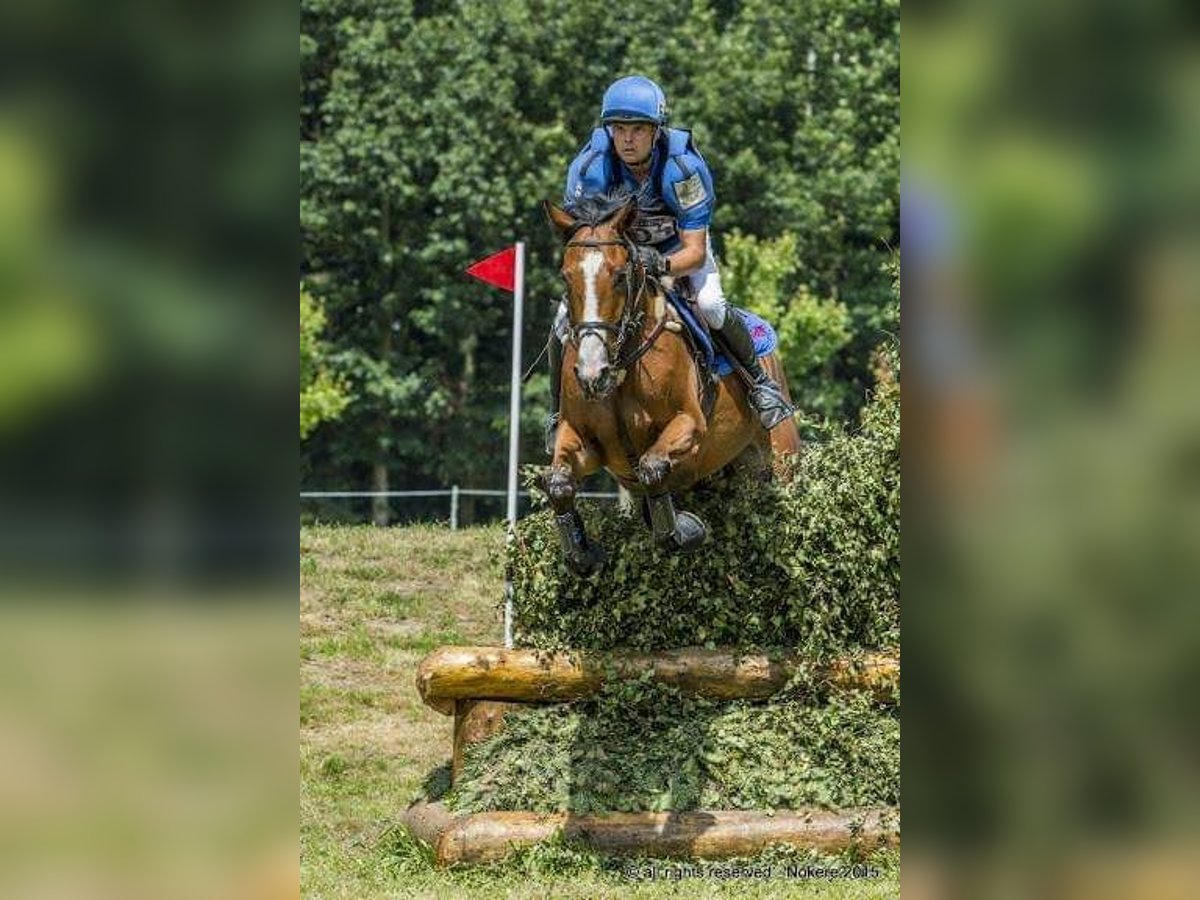 Caballo de deporte irlandés Caballo castrado 14 años 170 cm Castaño in Nokere