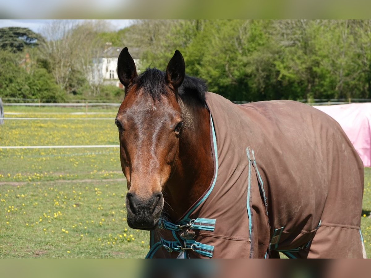 Caballo de deporte irlandés Caballo castrado 15 años 158 cm Castaño rojizo in Handorf