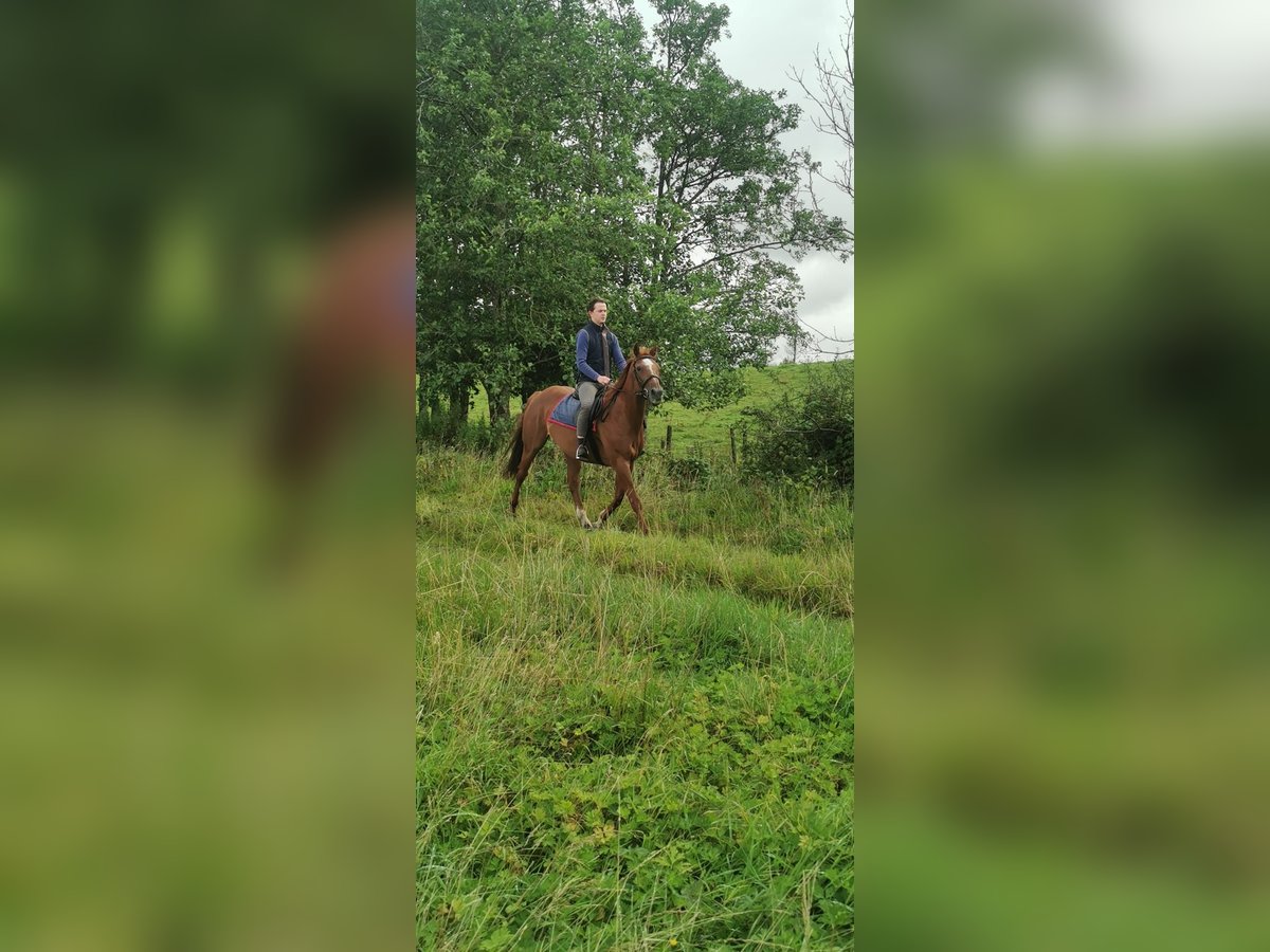 Caballo de deporte irlandés Caballo castrado 17 años 162 cm Alazán in Mayo