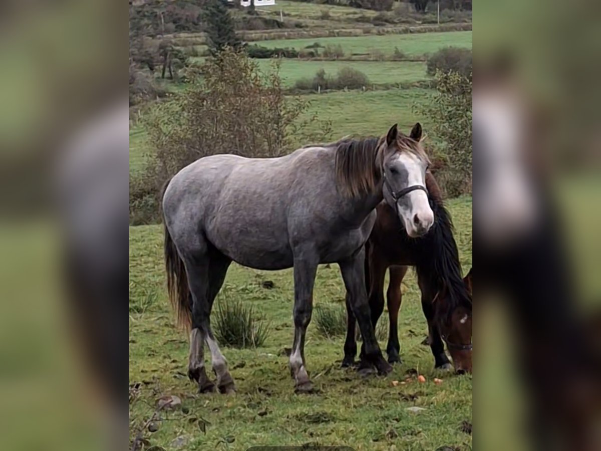 Caballo de deporte irlandés Caballo castrado 1 año 168 cm Tordo in Mayo