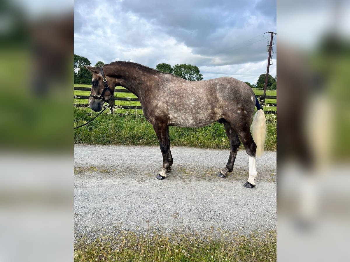 Caballo de deporte irlandés Caballo castrado 3 años 157 cm Tordo in Galway