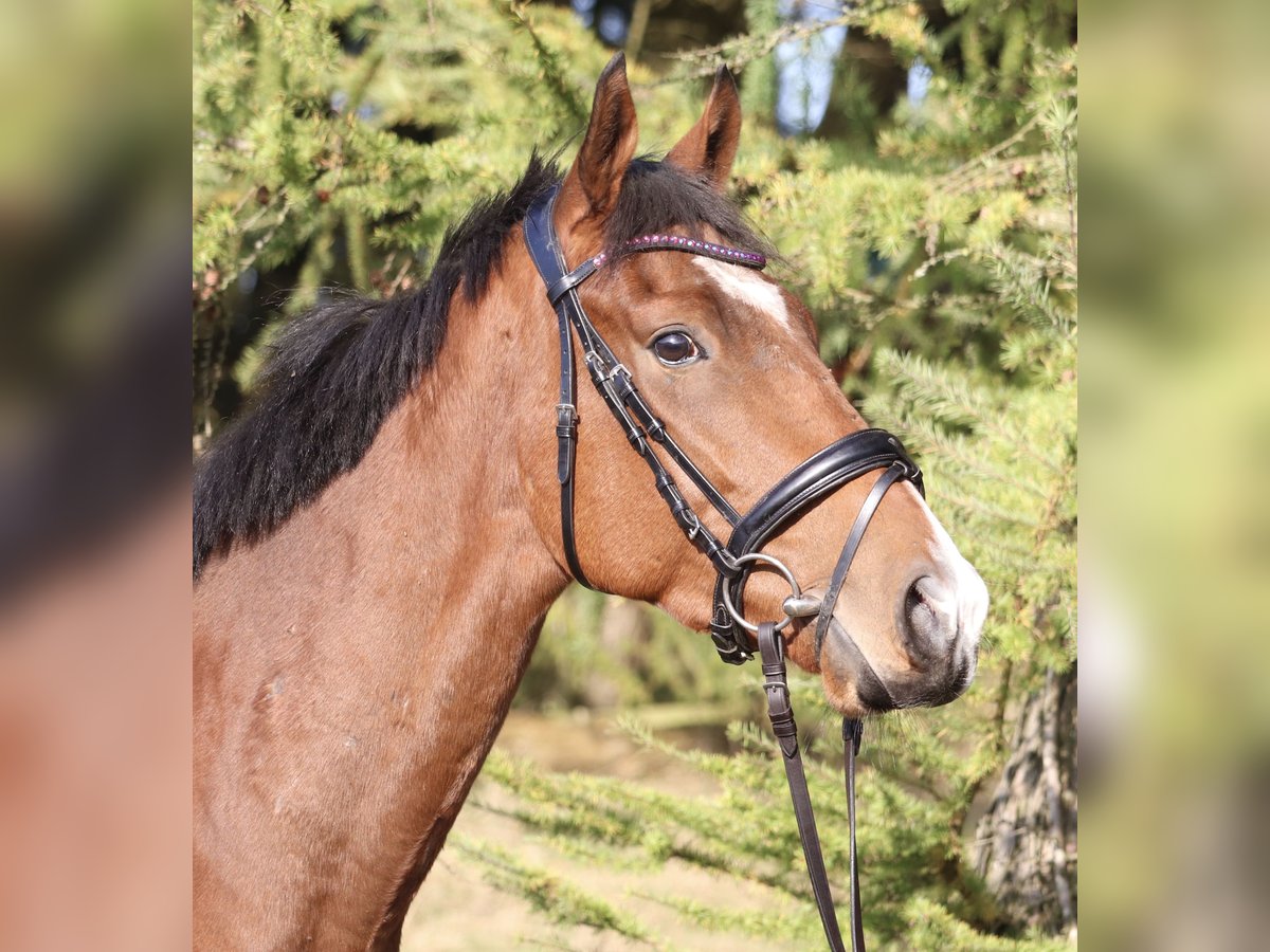 Caballo de deporte irlandés Mestizo Caballo castrado 3 años 160 cm Castaño in uelsen