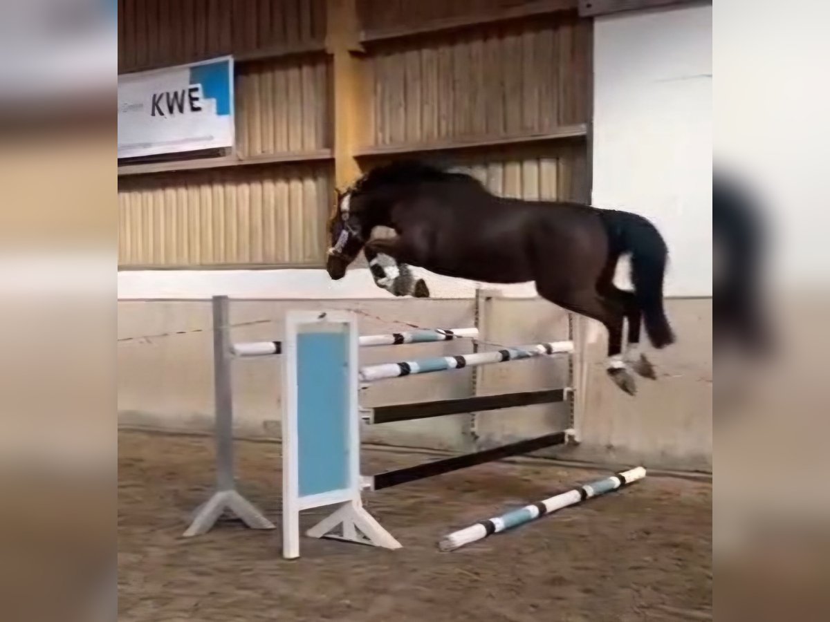 Caballo de deporte irlandés Caballo castrado 3 años 164 cm Castaño in Leonberg