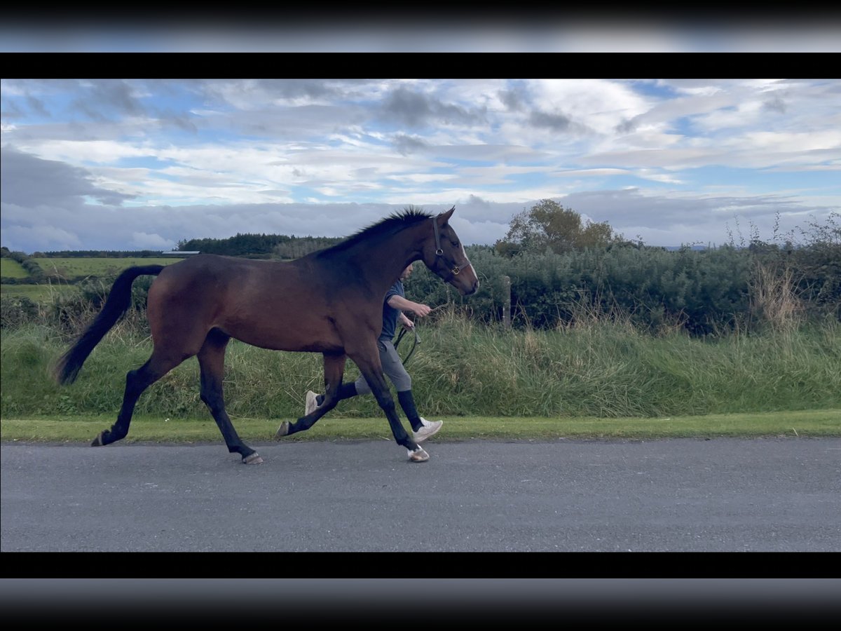 Caballo de deporte irlandés Caballo castrado 3 años 168 cm Castaño rojizo in sligo