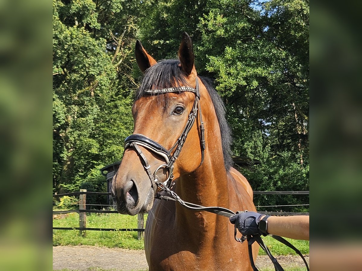 Caballo de deporte irlandés Caballo castrado 3 años 169 cm Castaño in Nettetal