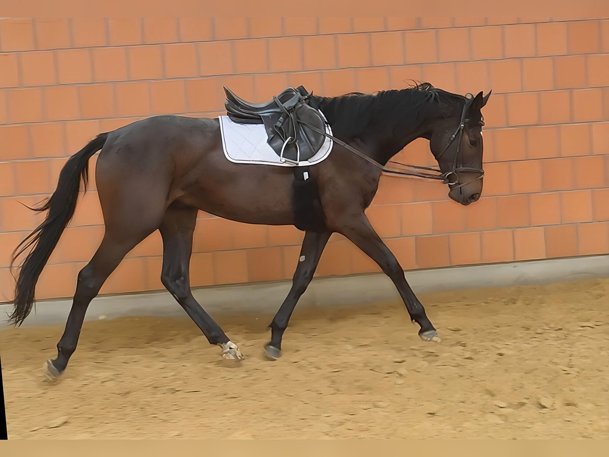 Caballo de deporte irlandés Caballo castrado 3 años 170 cm Castaño in Lage