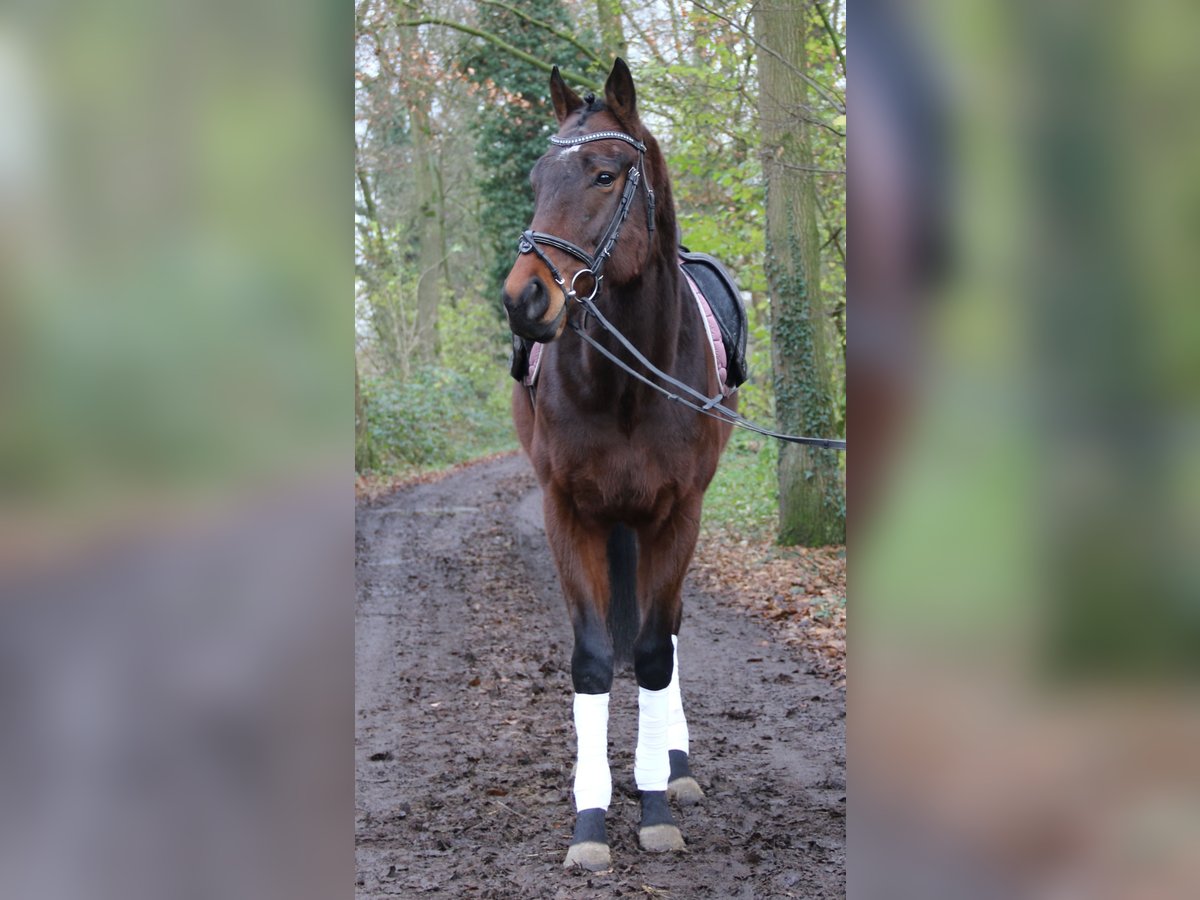 Caballo de deporte irlandés Caballo castrado 3 años 172 cm Morcillo in Nettetal