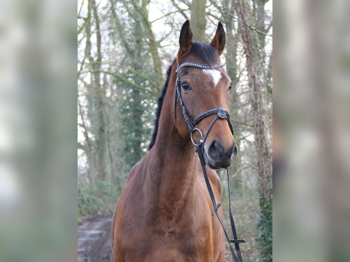 Caballo de deporte irlandés Caballo castrado 4 años 162 cm Castaño in Wachtendonk