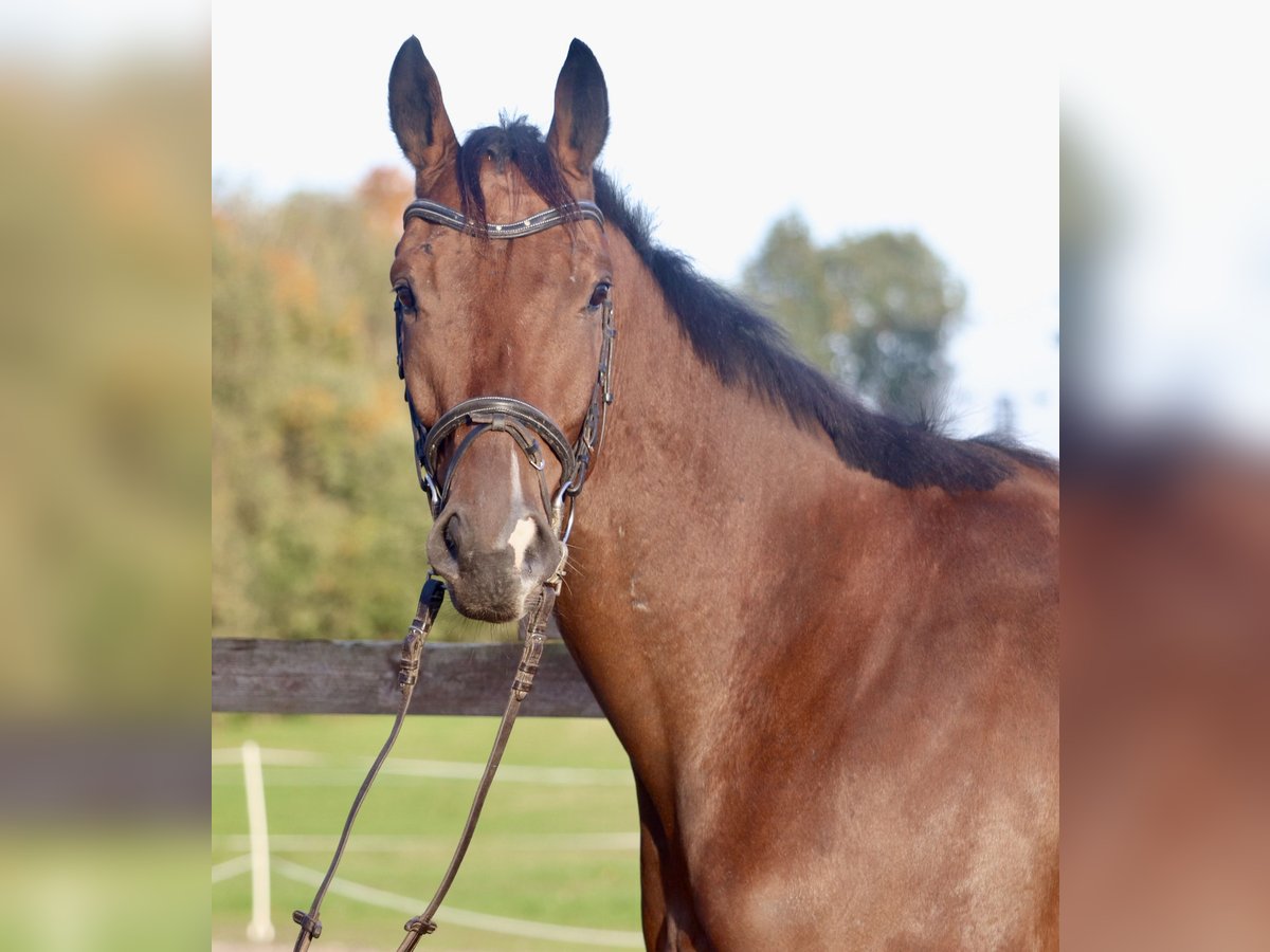 Caballo de deporte irlandés Mestizo Caballo castrado 4 años 162 cm Castaño in Uelsen