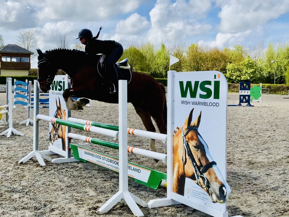 Caballo de deporte irlandés Caballo castrado 4 años 162 cm Castaño in Mountrath