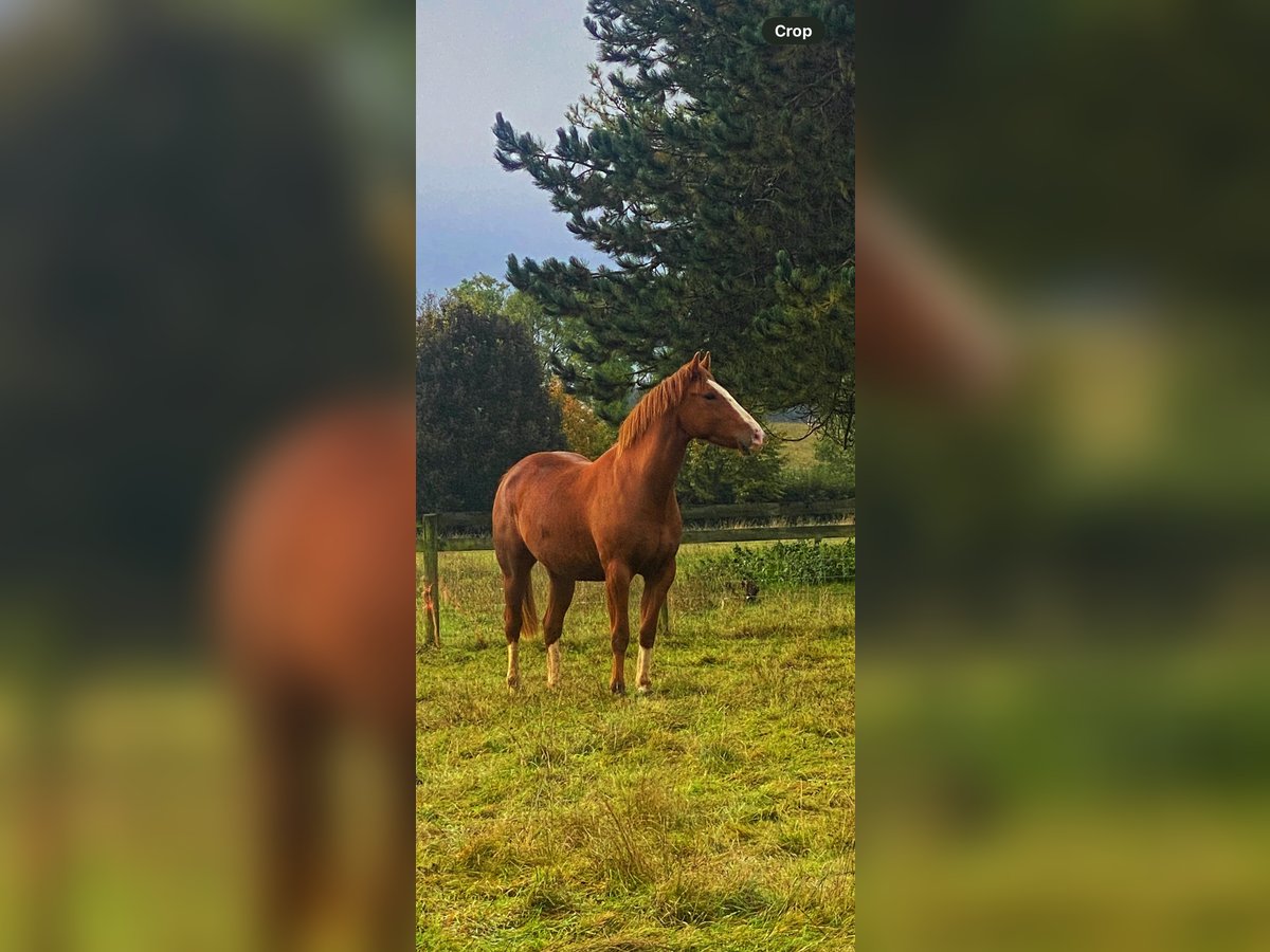 Caballo de deporte irlandés Caballo castrado 4 años 163 cm Alazán in Banbury