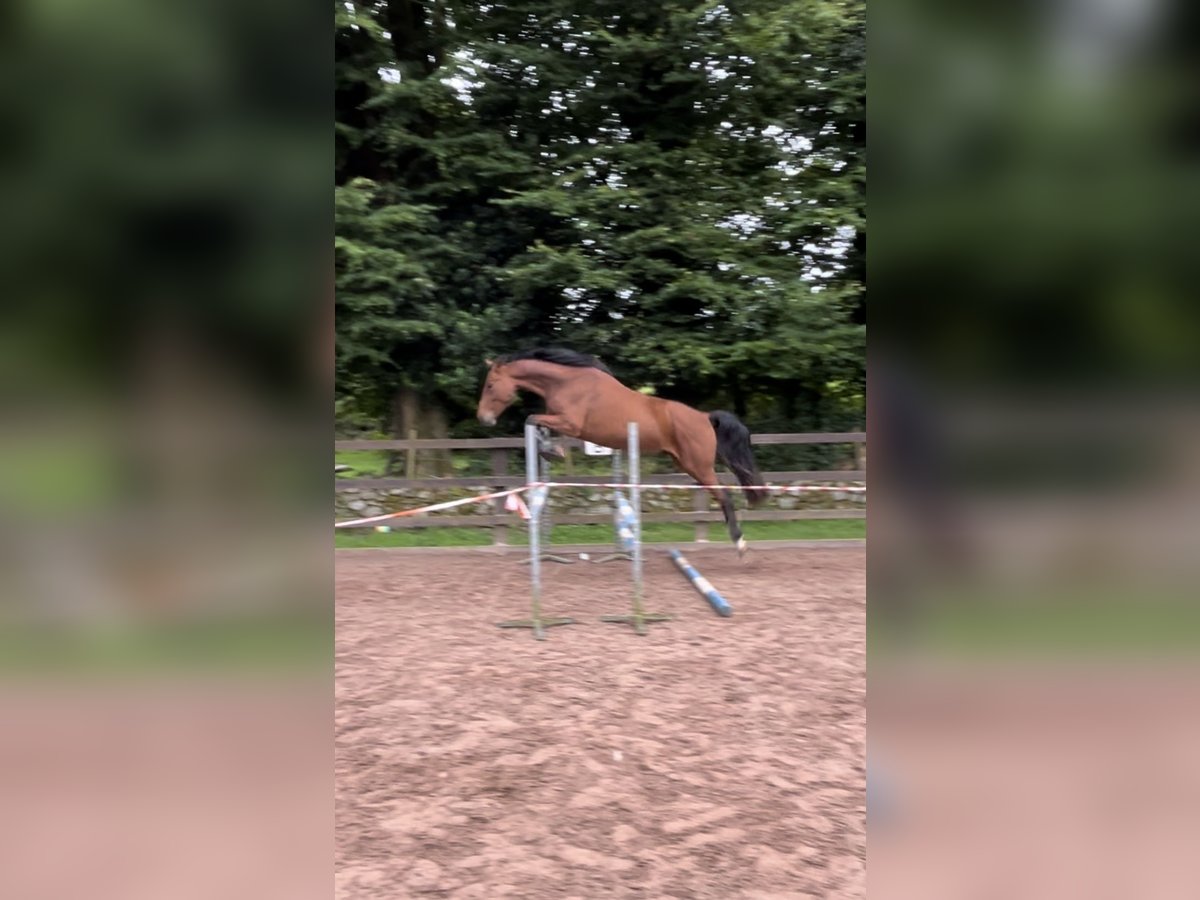 Caballo de deporte irlandés Caballo castrado 4 años 163 cm Castaño rojizo in Loughrea