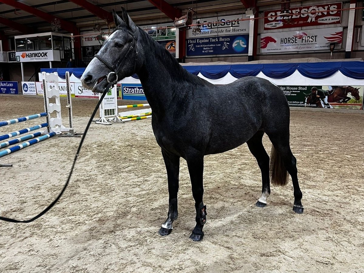 Caballo de deporte irlandés Caballo castrado 4 años 163 cm Tordo in Galway