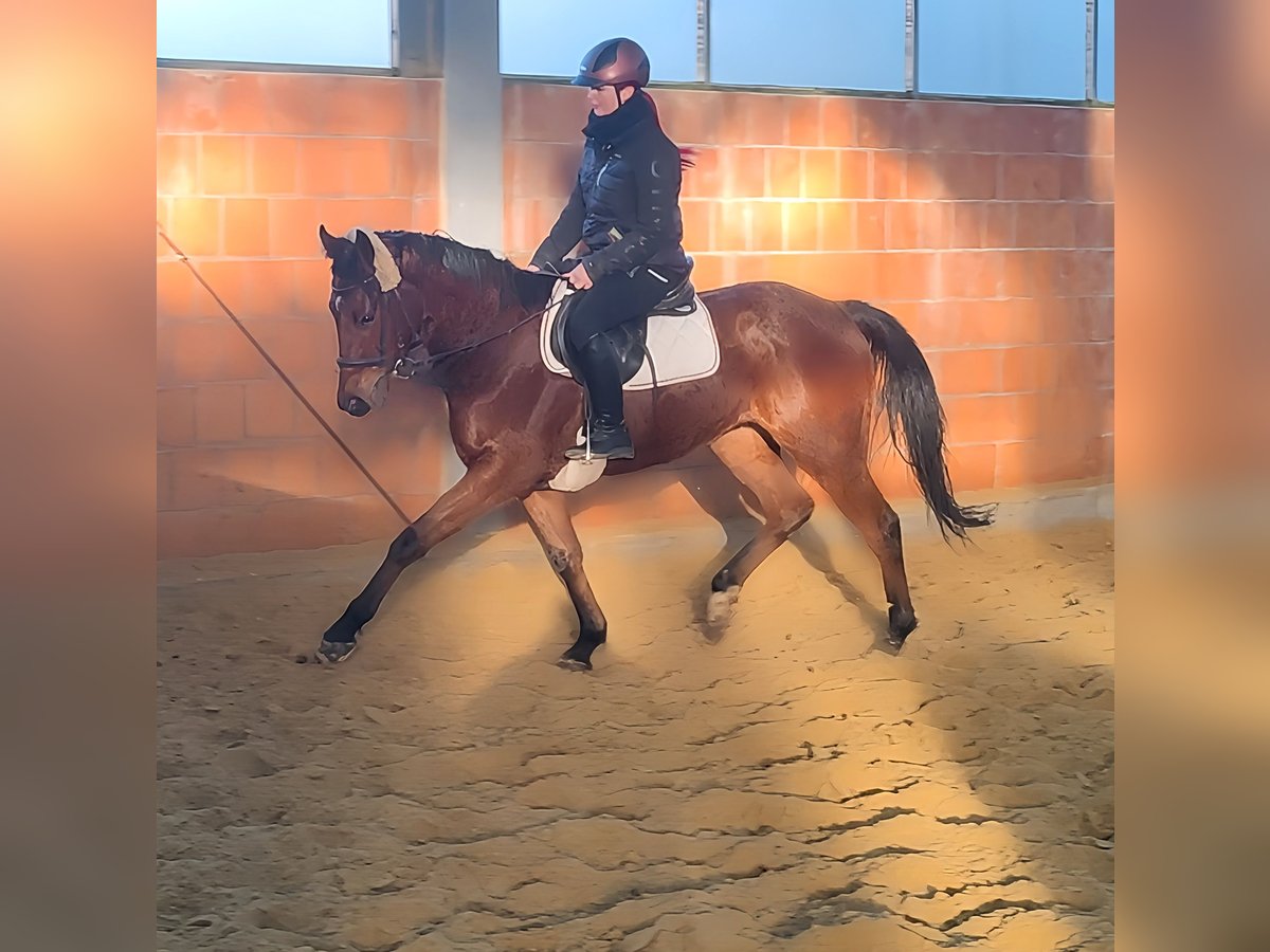 Caballo de deporte irlandés Caballo castrado 4 años 165 cm Castaño in Lage