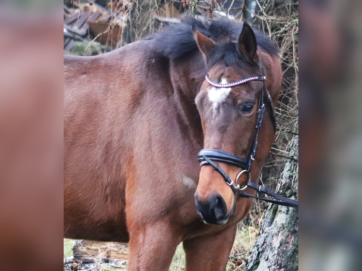 Caballo de deporte irlandés Mestizo Caballo castrado 4 años 165 cm Castaño in Uelsen