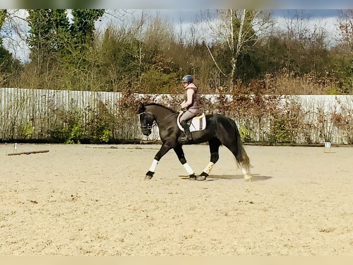 Caballo de deporte irlandés Caballo castrado 4 años 165 cm Negro in Mountrath