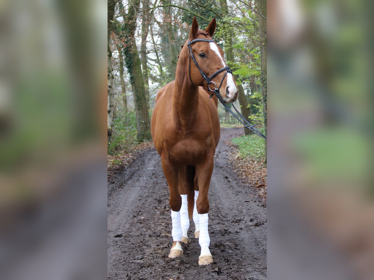 Caballo de deporte irlandés Caballo castrado 4 años 168 cm Alazán-tostado in Nettetal