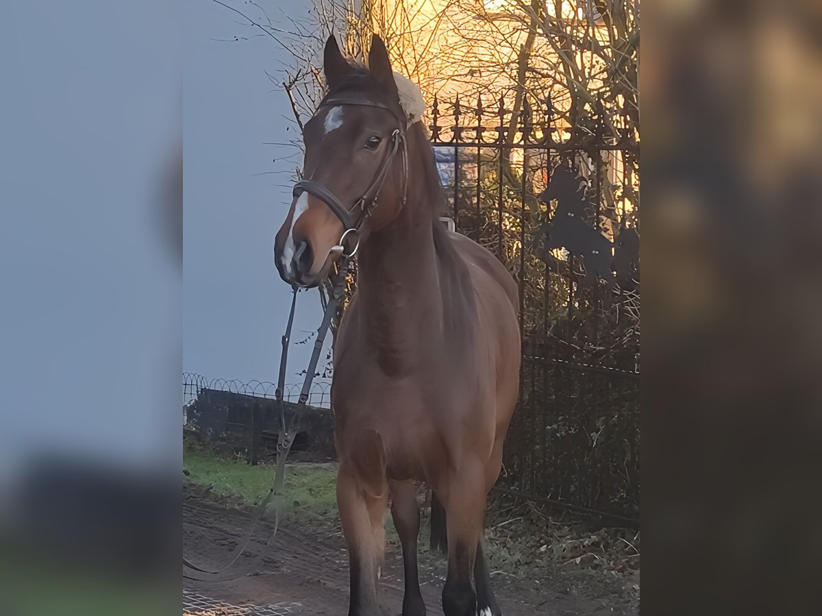 Caballo de deporte irlandés Caballo castrado 4 años 168 cm Castaño in Lage