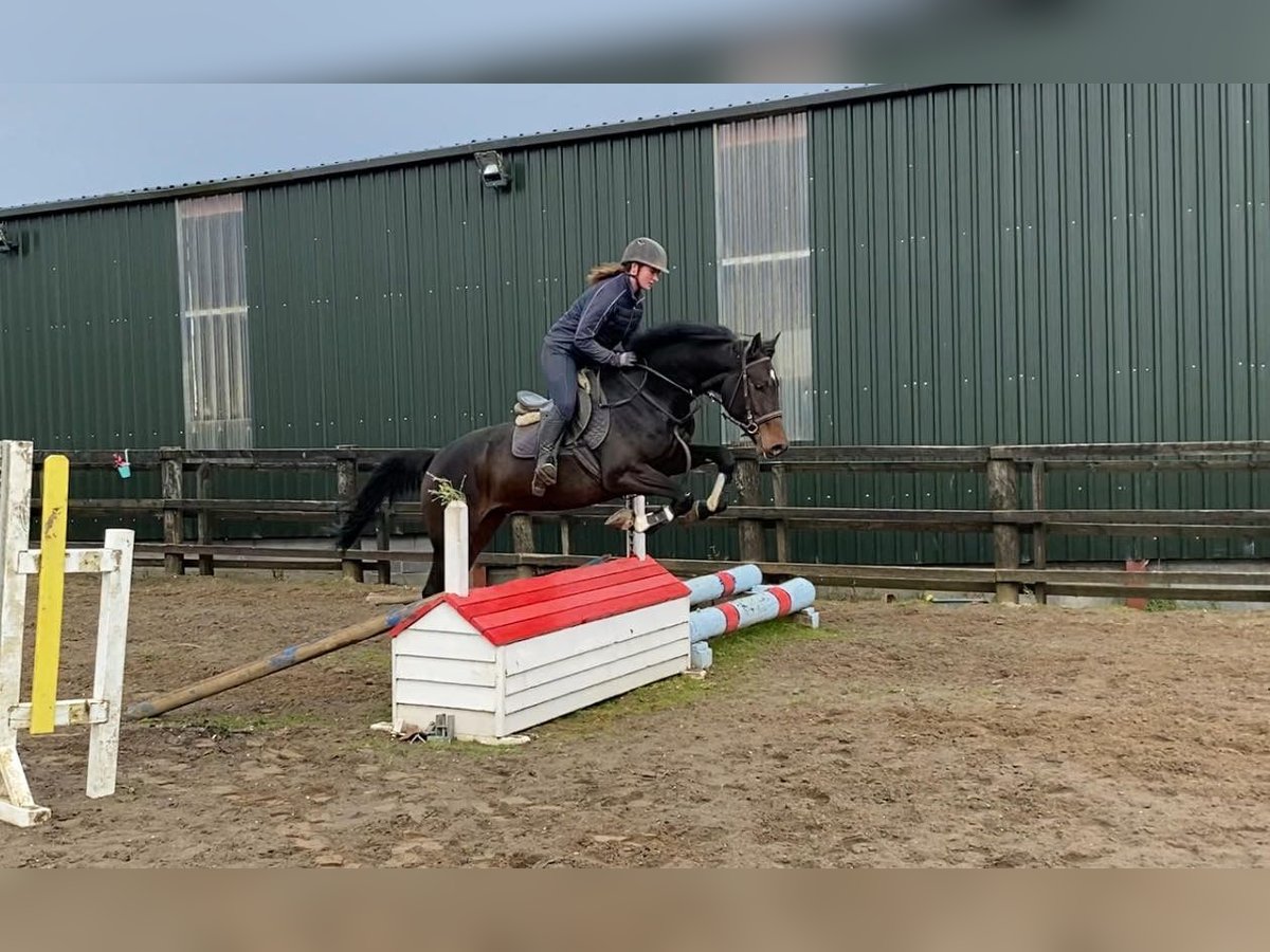 Caballo de deporte irlandés Caballo castrado 4 años 168 cm Castaño in Sligo