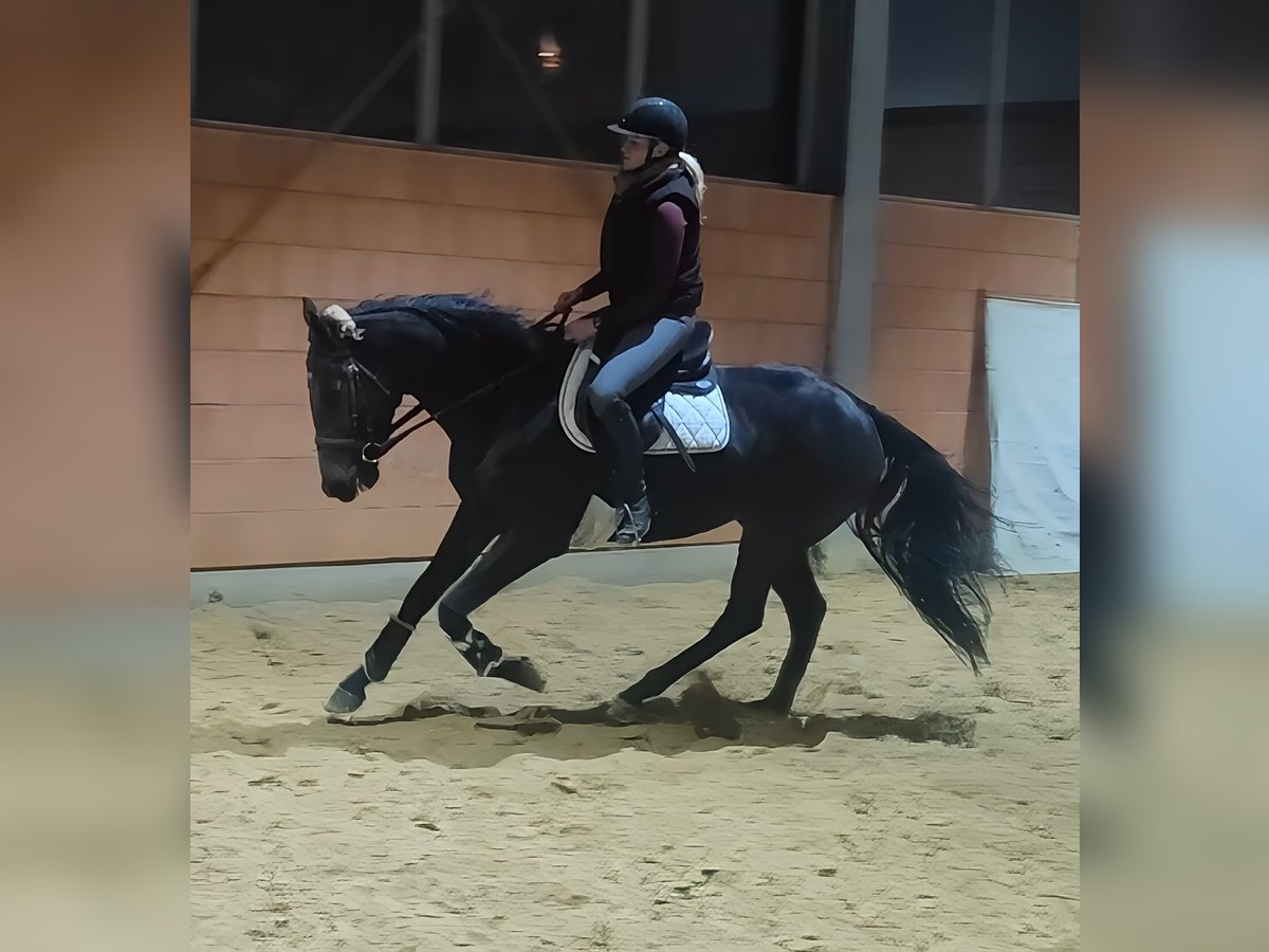 Caballo de deporte irlandés Caballo castrado 4 años 168 cm Negro in Lage