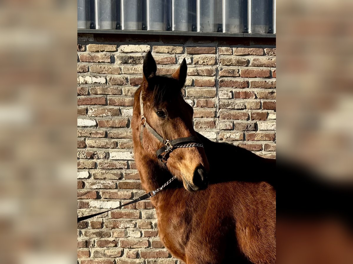 Caballo de deporte irlandés Caballo castrado 4 años 170 cm Castaño in Grevenbroich