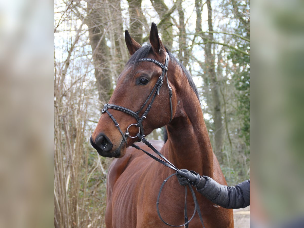 Caballo de deporte irlandés Caballo castrado 4 años 171 cm Castaño in Wachtendonk