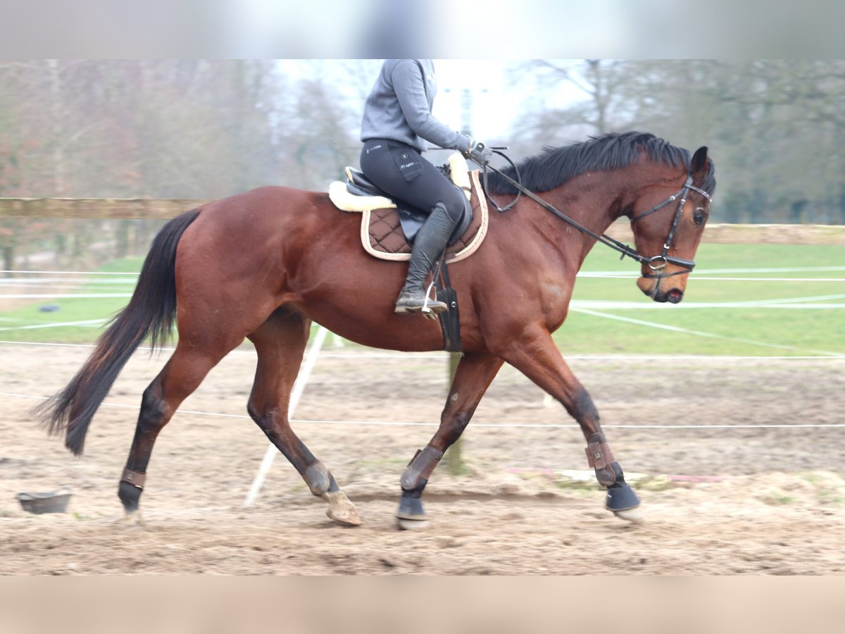 Caballo de deporte irlandés Mestizo Caballo castrado 4 años 172 cm Castaño oscuro in Uelsen