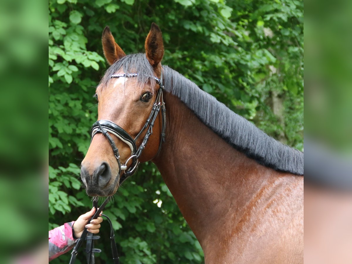 Caballo de deporte irlandés Caballo castrado 5 años 158 cm Castaño in Wachtendonk