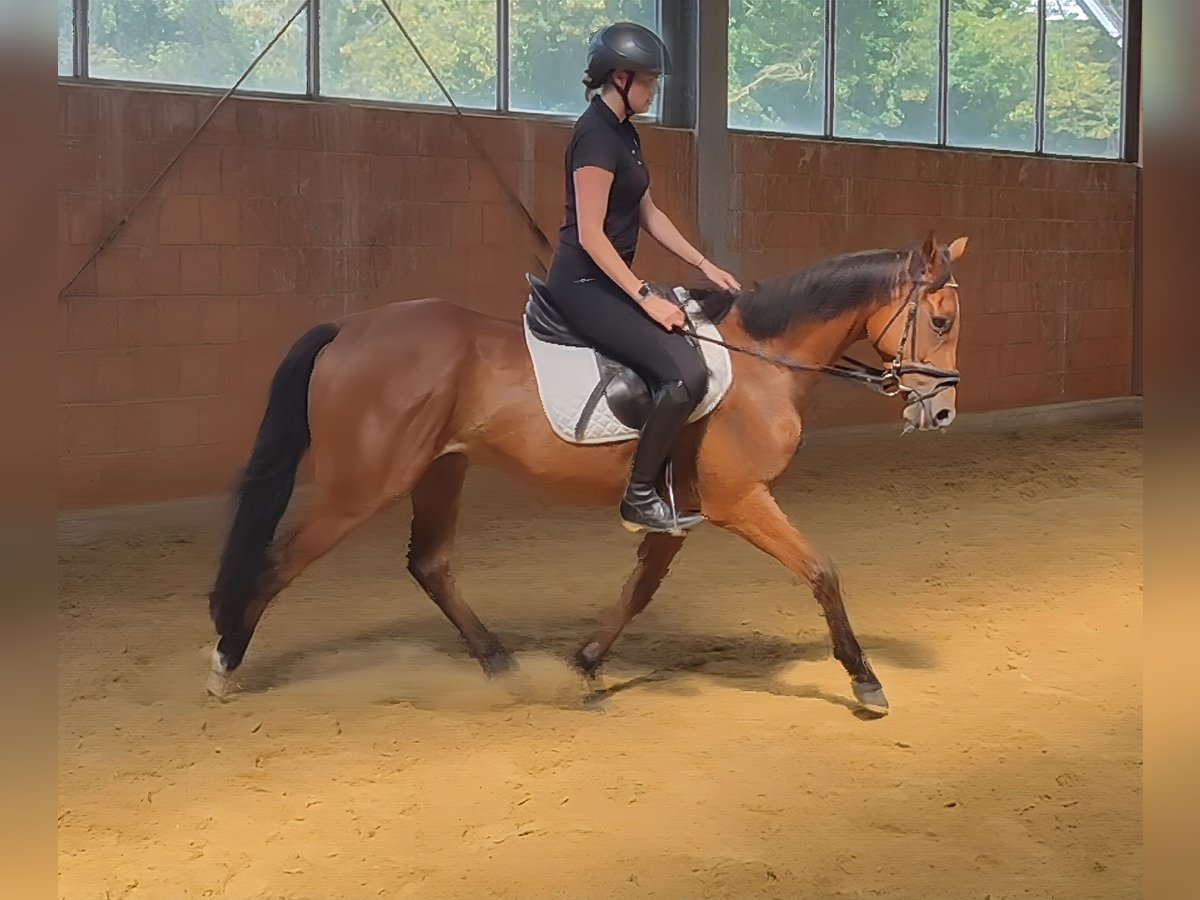 Caballo de deporte irlandés Caballo castrado 5 años 158 cm Castaño in Lage