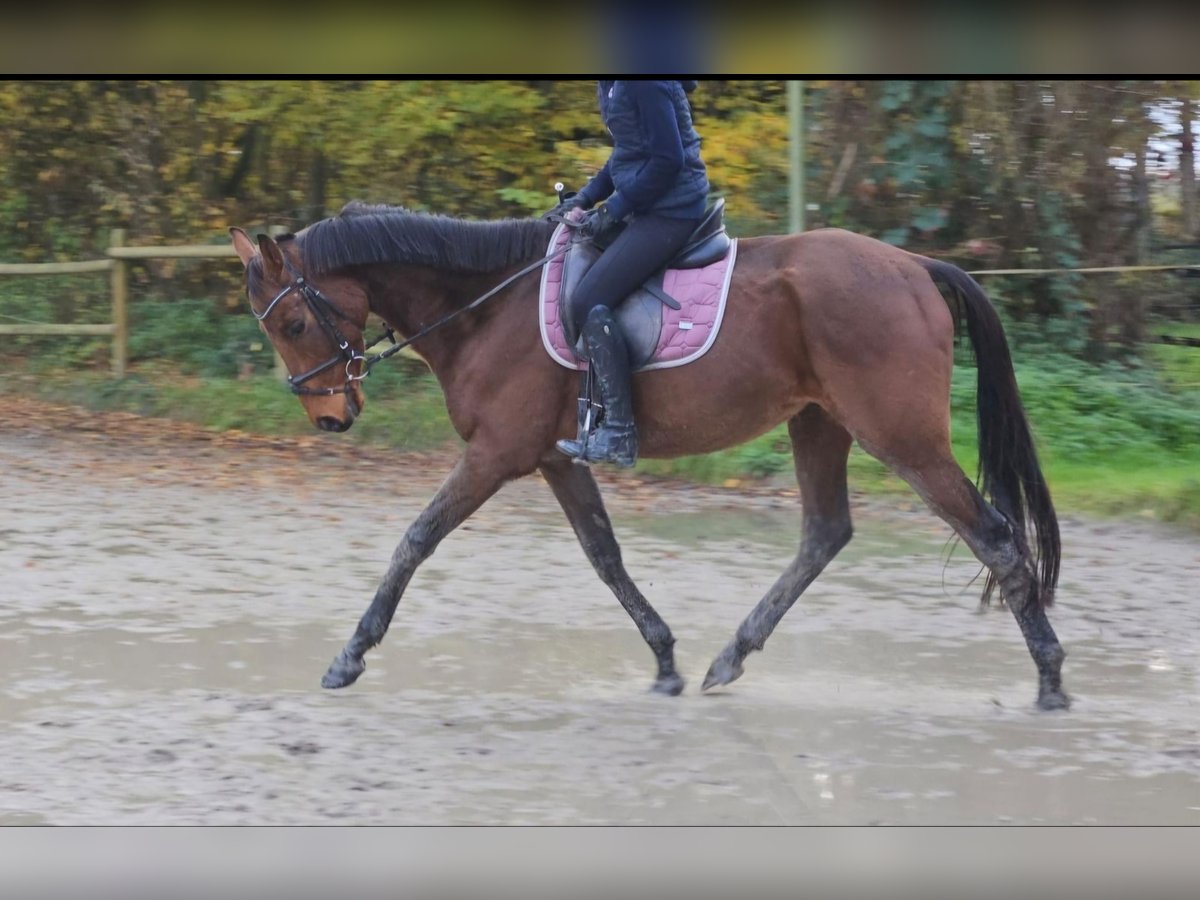 Caballo de deporte irlandés Caballo castrado 5 años 160 cm Castaño in Nettetal