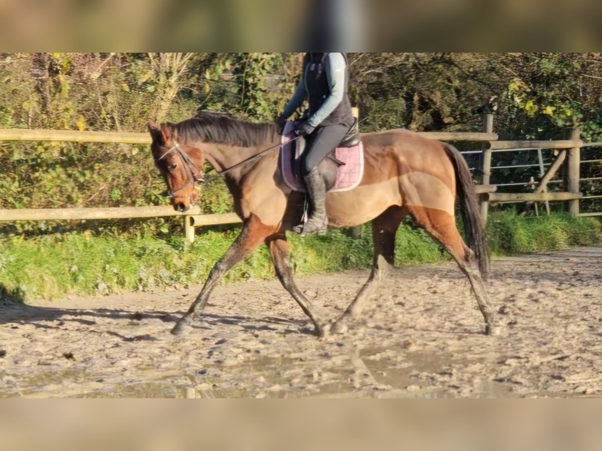 Caballo de deporte irlandés Caballo castrado 5 años 160 cm Castaño in Nettetal