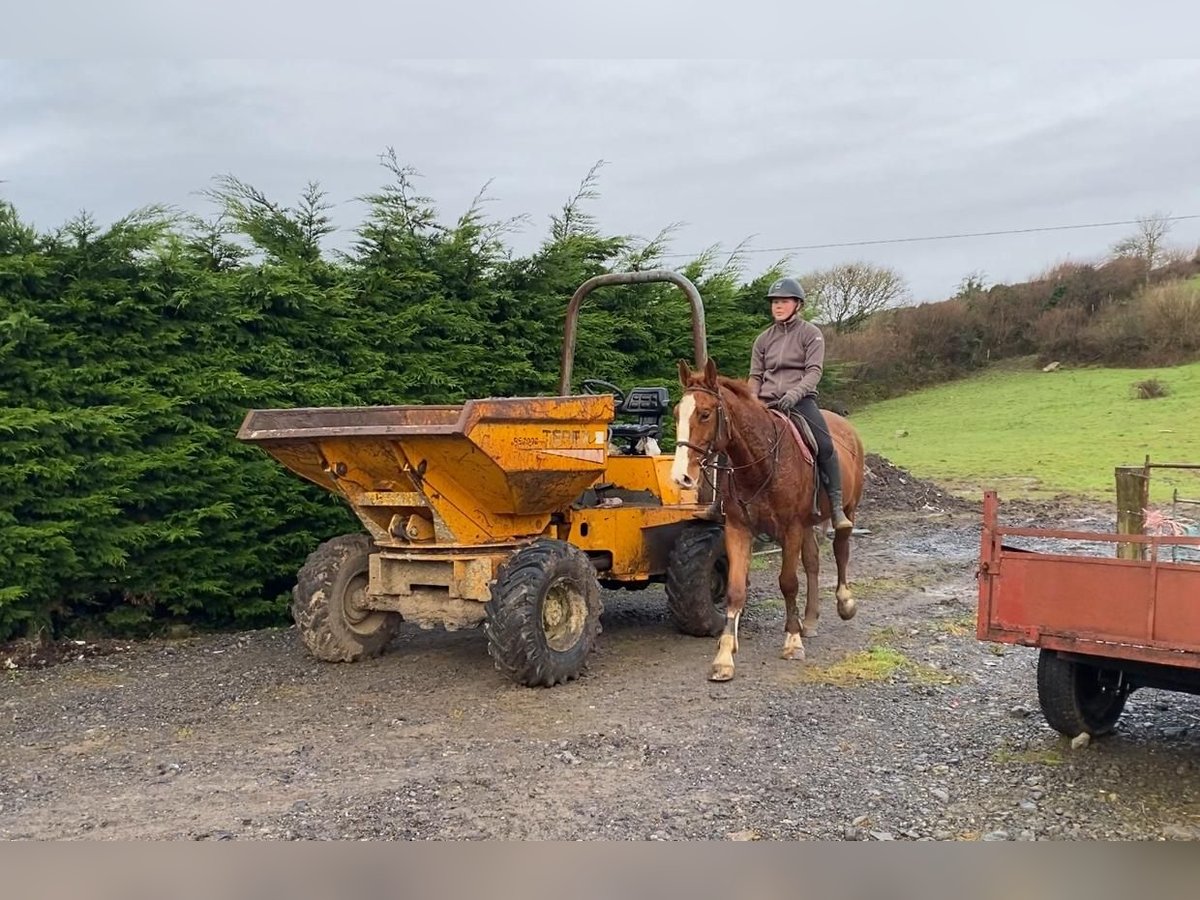 Caballo de deporte irlandés Caballo castrado 5 años 163 cm Alazán-tostado in Sligo