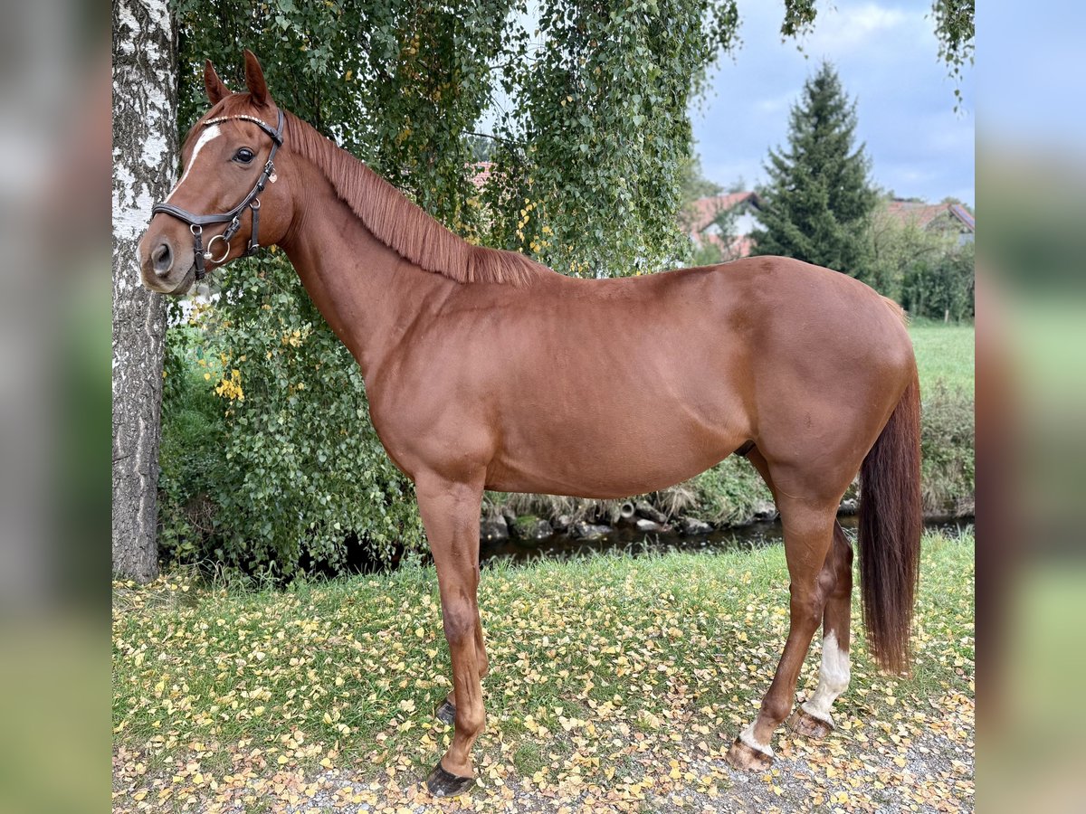 Caballo de deporte irlandés Caballo castrado 5 años 164 cm Alazán in St&#xF6;ttwang