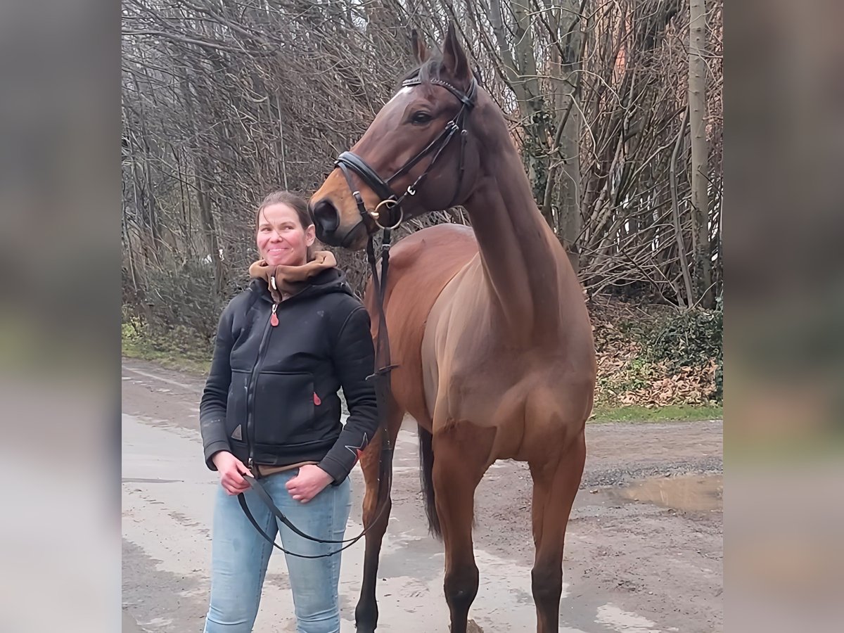 Caballo de deporte irlandés Caballo castrado 5 años 164 cm Castaño in Lage