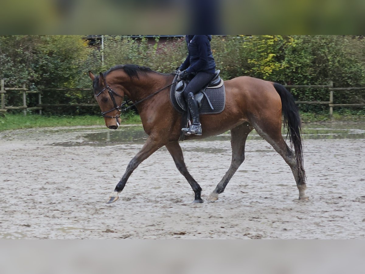 Caballo de deporte irlandés Caballo castrado 5 años 165 cm Castaño in Nettetal