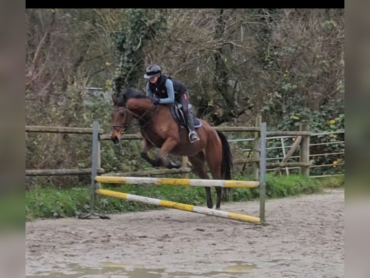 Caballo de deporte irlandés Caballo castrado 5 años 165 cm Castaño in Nettetal