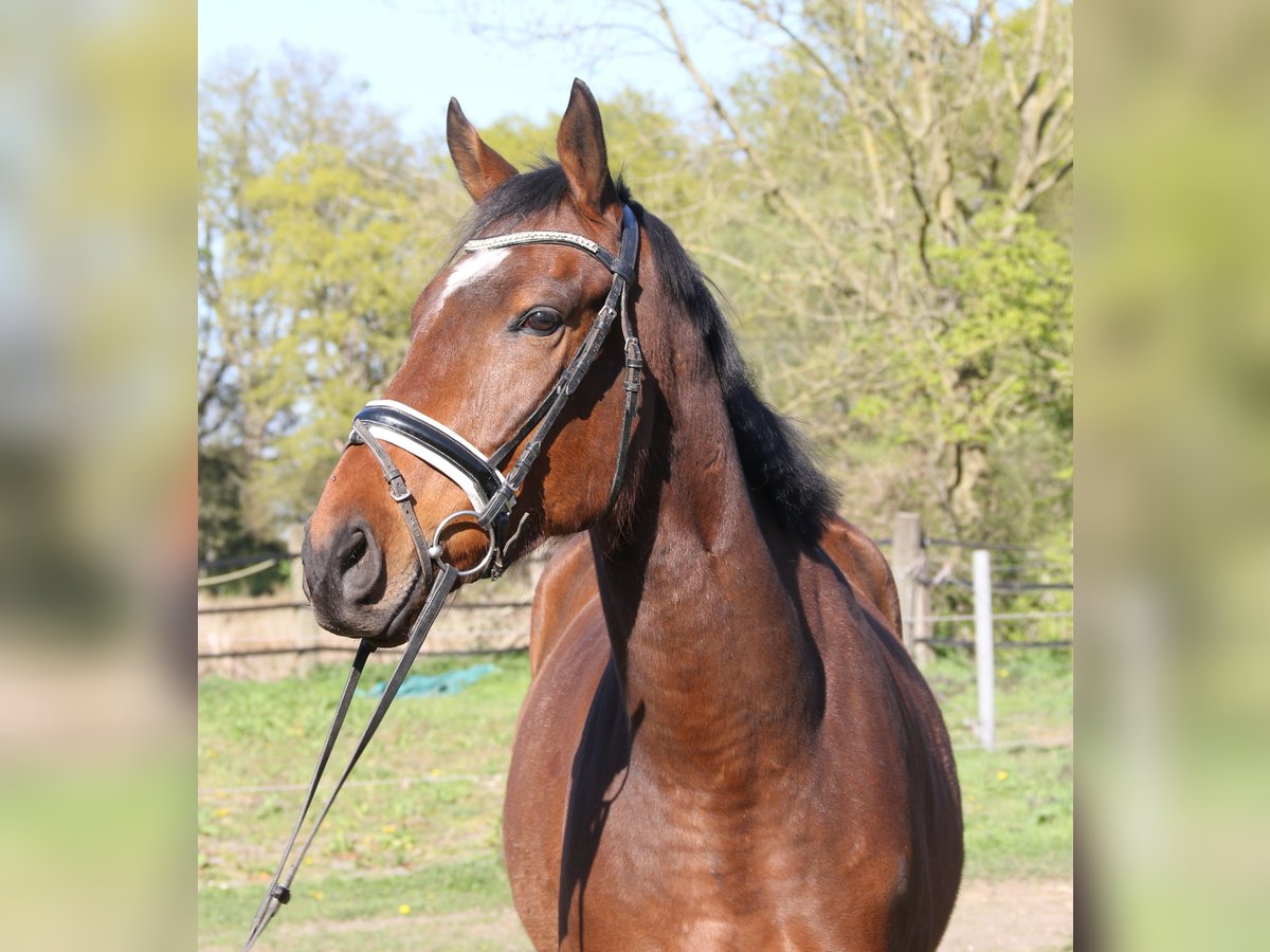 Caballo de deporte irlandés Caballo castrado 5 años 165 cm Morcillo in Wachtendonk