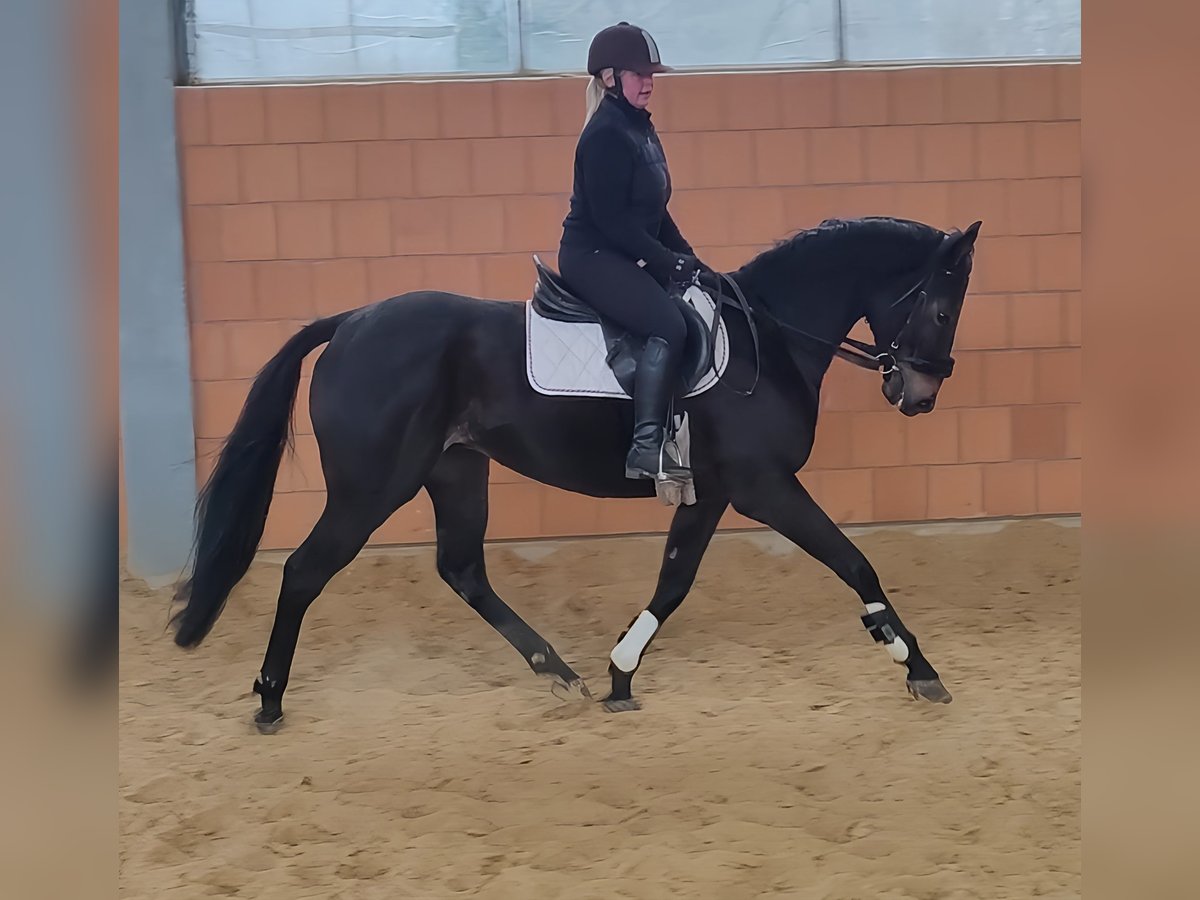 Caballo de deporte irlandés Caballo castrado 5 años 165 cm Negro in Lage