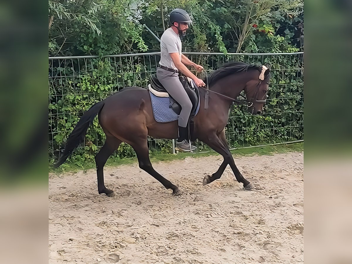 Caballo de deporte irlandés Caballo castrado 5 años 166 cm Castaño in Lage