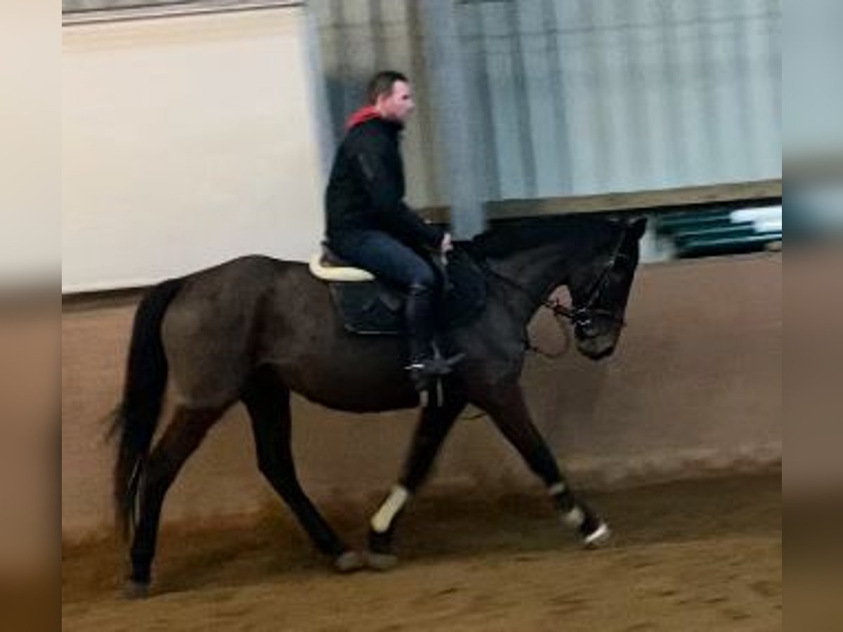 Caballo de deporte irlandés Caballo castrado 5 años 166 cm Castaño oscuro in Elze Esbeck