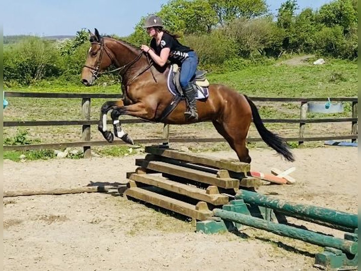 Caballo de deporte irlandés Caballo castrado 5 años 167 cm in Sligo