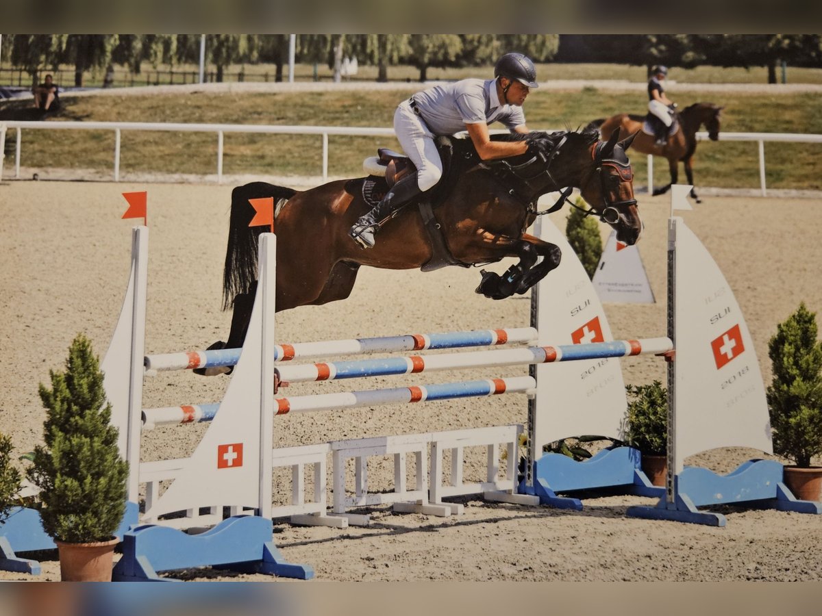 Caballo de deporte irlandés Caballo castrado 5 años 167 cm Castaño in Oberwil BL