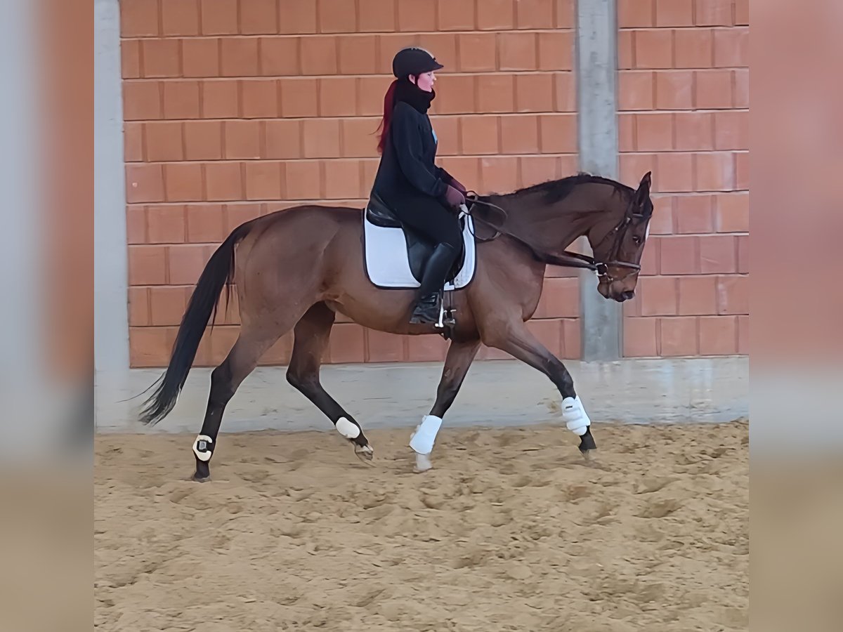 Caballo de deporte irlandés Caballo castrado 5 años 168 cm Castaño in Lage