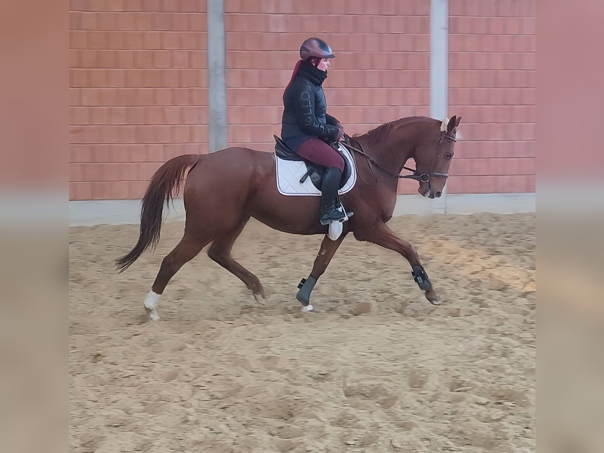 Caballo de deporte irlandés Caballo castrado 5 años 172 cm Alazán in Lage