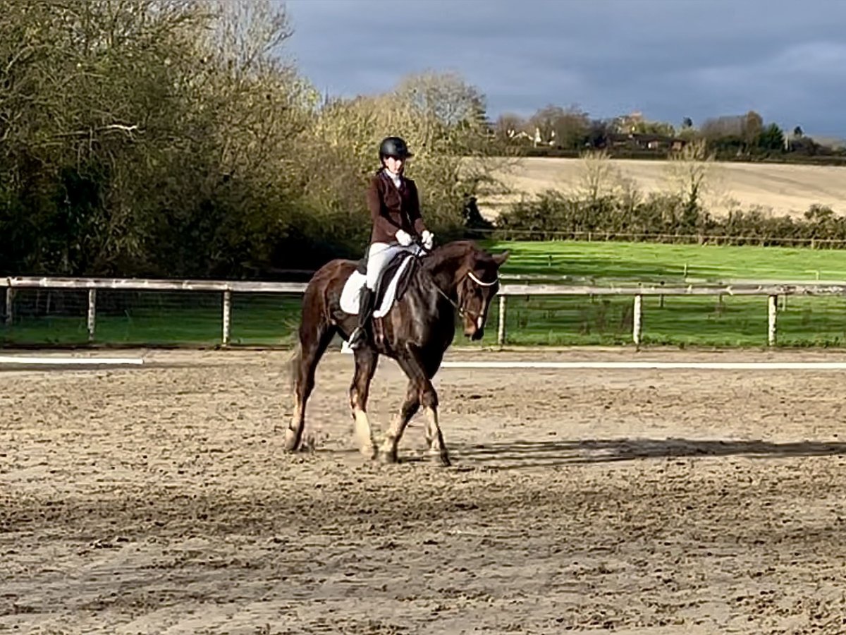 Caballo de deporte irlandés Caballo castrado 5 años Alazán-tostado in Mountrath