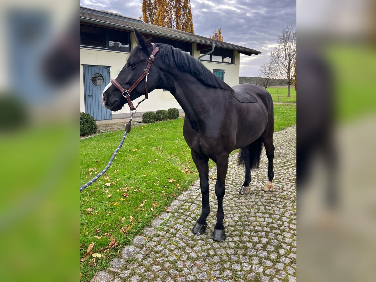 Caballo de deporte irlandés Caballo castrado 6 años 148 cm Negro in Endingen am Kaiserstuhl