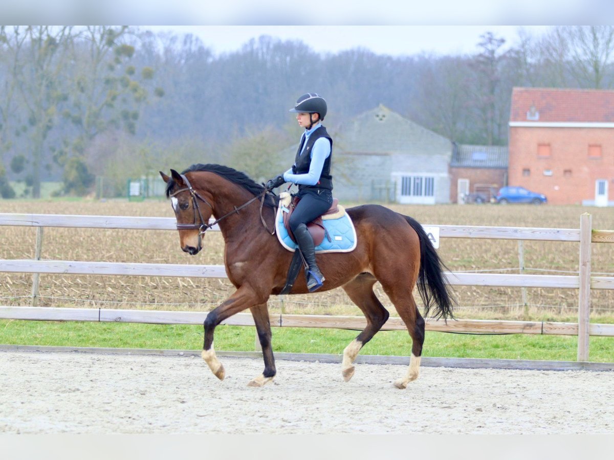 Caballo de deporte irlandés Caballo castrado 6 años 162 cm Castaño in Bogaarden