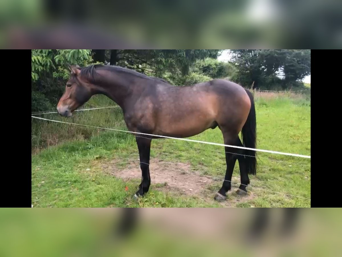 Caballo de deporte irlandés Caballo castrado 6 años 164 cm Castaño rojizo in Cork